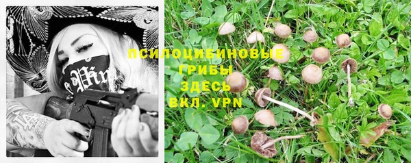 ГАЛЛЮЦИНОГЕННЫЕ ГРИБЫ Осинники
