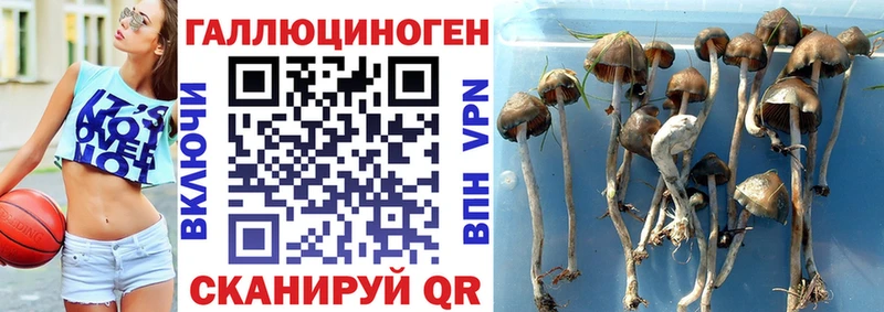 MEGA маркетплейс продажа наркотиков Урюпинск Псилоцибиновые грибы Psilocybine cubensis